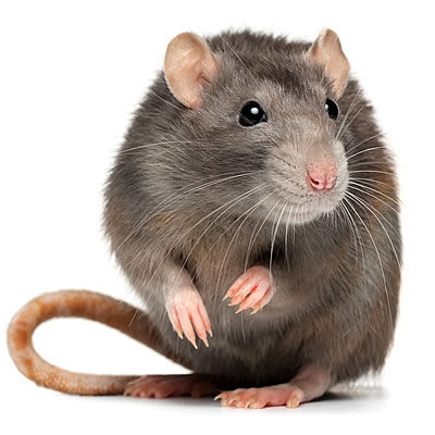 Castle Extermination Company - Norway rat exterminator