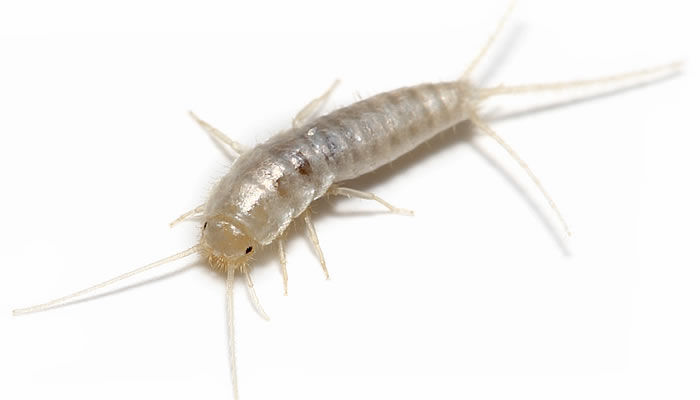 Castle Extermination Company - MA and NH silverfish exterminator